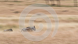Wildebeest Running Through Grasslands - Panning Blur