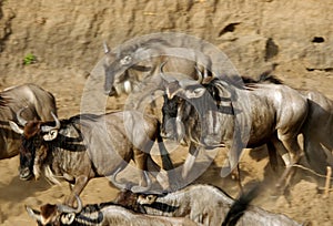 Wildebeest running to cross Mara river