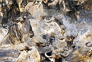 Wildebeest rush while crossing Mara river at Masai Mara