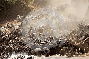 Wildebeest rush to cross the Mara river, Masai Mara