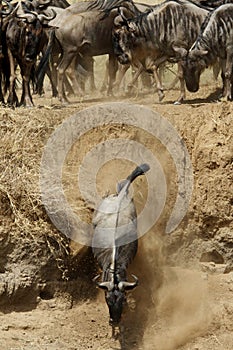 Wildebeest rushing down the Mara river trench