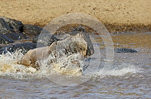 Wildebeest rushing through the Mara river