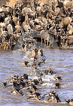 The wildebeest rushing to cross Mara river