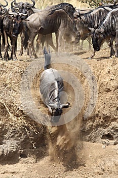 Wildebeest rushing through trench at the bank of Mara river