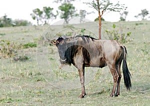 A wildebeest in Savanna grassland