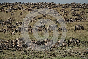 Wildebeest in savannah in kenya