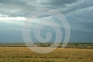 Wildebeest savannah landscape