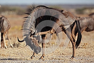 Wildebeest scratching its ear