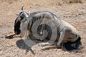 Wildebeest seated