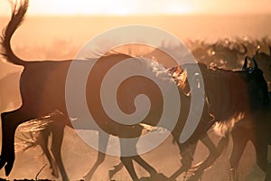 Wildebeest Silhouette (Kenya)