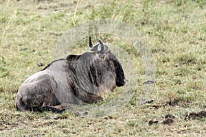 A Wildebeest sitting on the grass during rain