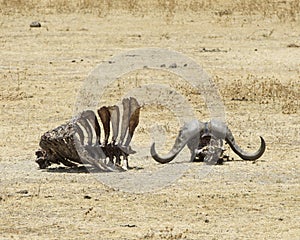 Wildebeest skeleton with horns and ribcage