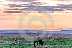 Wildebeest And Springbok Antelope Grazing In The In The Maasai Mara National Game Reserve Park Rift valley Narok County Kenya