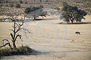 Wildebeest and springbok trot leisurely through the dry riverbed of the Auob River