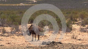 Wildebeest standing in game drive safari South Africa conservation dry and arid desert area animal