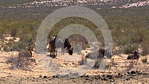 Wildebeest standing in game drive safari South Africa conservation dry and arid desert area animal 4k