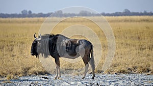 Wildebeest Standing in Makgadikgadi Pan