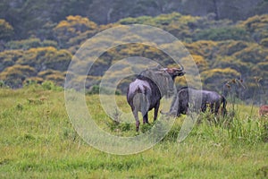 Wildebeest standing on the mountain