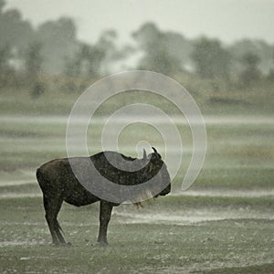 Wildebeest standing in the rain