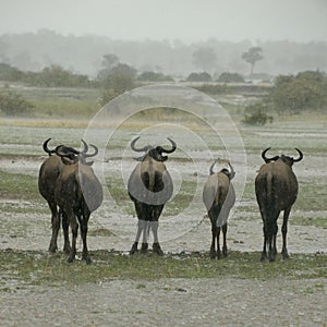 Wildebeest standing in the rain