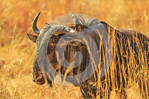 Wildebeest standing in savannah