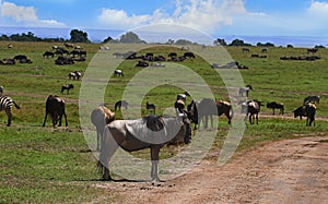 Wildebeest stands in front of a large herd in the masai mara