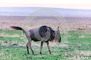 Wildebeest Strolling In The In The Maasai Mara National Game Reserve Park Riftvalley Narok County Kenya