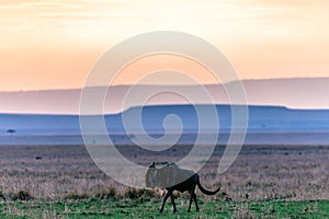 Wildebeest Sunrise Strolling In The Maasai Mara National Game Reserve Park Rift valley Narok County Kenya East Africa