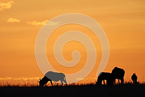 Wildebeest during sunset
