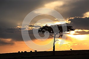 Wildebeest sunset Masai Mara reserve in Kenya Africa