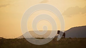 Wildebeest at Sunset in Savanna Plains Under Beautiful Orange Sunset Sky in Masai Mara Savannah, Ken