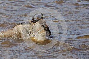 Wildebeest swimming in Mara river while crossing photo