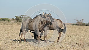 Wildebeest territorial display