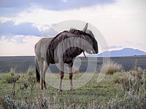 Wildebeest on theAfrican plain
