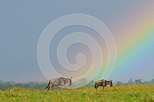 Wildebeest under rainbow