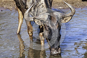 Wildebeest, up close face