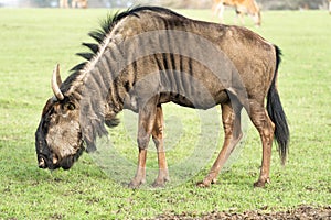 A Wildebeest Up Close With Grass Background