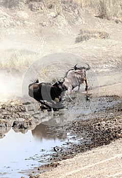 Wildebeest in vertical