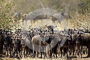 Wildebeest waiting near the Mara river for crossing