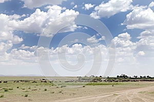 Wildebeest waiting to migrate across the Mara river