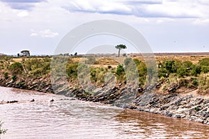 Wildebeest Walking In Mara River Great Migration. Kenya Tanzania Masai Mara National Park Game Reserve In Narok County