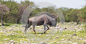 Wildebeest walking the plains of Etosha National Park