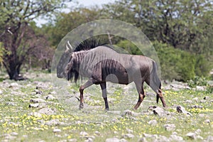 Wildebeest walking the plains of Etosha National Park