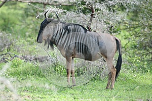 Wildebeest Wild Antelope Gnu