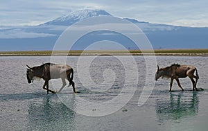 Wildebeest at wild with Mt Kilimanjaro