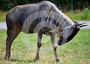 The wildebeest or wildebai