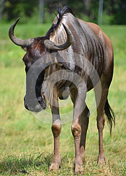 The wildebeest or wildebai