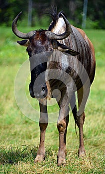 The wildebeest or wildebai