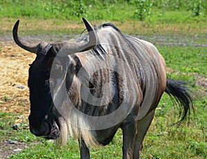 The wildebeest or wildebai,