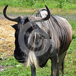 The wildebeest or wildebai,